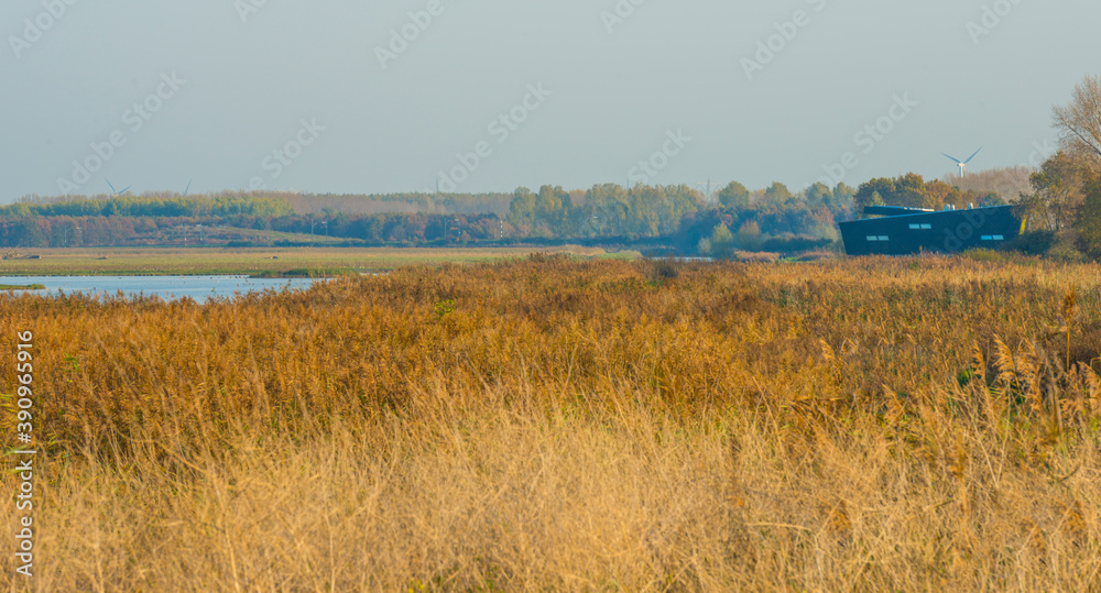Reed along the sunny edge of a lake in wetland in bright sunlight in autumn, Almere, Flevoland, The Netherlands, November 7, 2020 Reed along the sunny edge of a lake in wetland in bright sunlight in autumn, Almere, Flevoland, The Netherlands, November 7, 2020