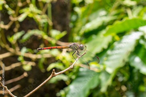 dragonfly perched on a branch.