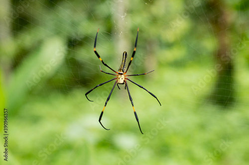 Nephila pilipes is a species of golden orb-web spider. It resides all over countries in East and Southeast Asia as well as Oceania. It is commonly found in primary and secondary forests and gardens.