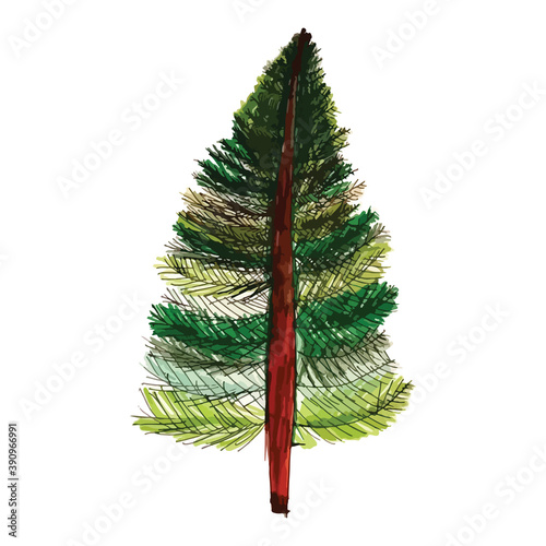 Spruce drawing on a white background. Beautiful cartoon tree larch