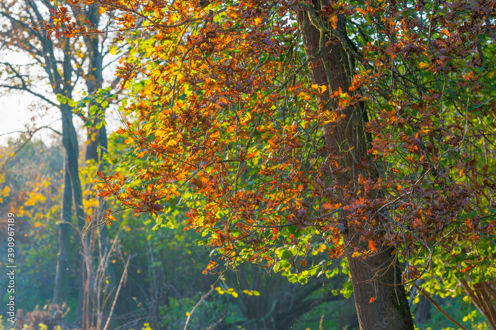Obraz premium Trees in autumn colors in a field in bright sunlight at fall, Almere, Flevoland, The Netherlands, November 7, 2020