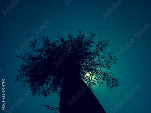 Fototapeta Naklejka Na Ścianę i Meble -  black shadow of a tree in a full moon night