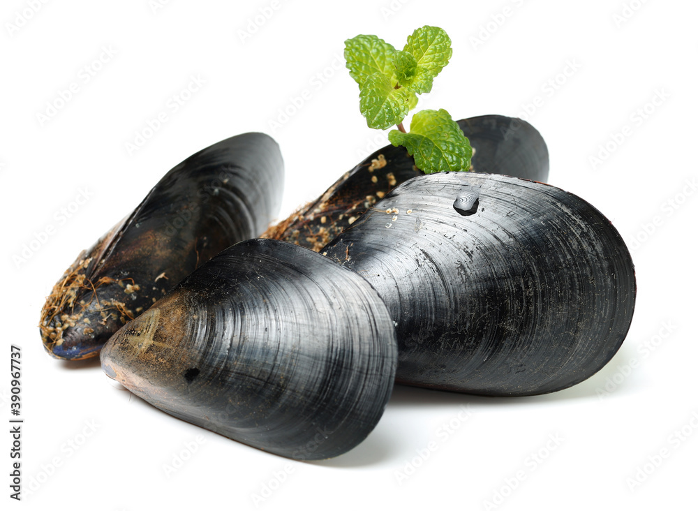 Obraz premium Fresh mussel on white background