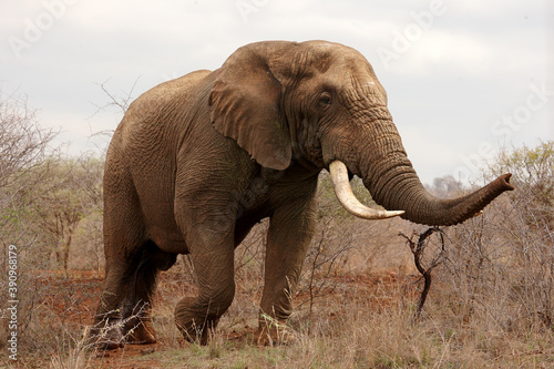 The African bush elephant  Loxodonta africana   very big bull. A huge elephant  with large tusks  stands in the dry bush. Big tuscker.