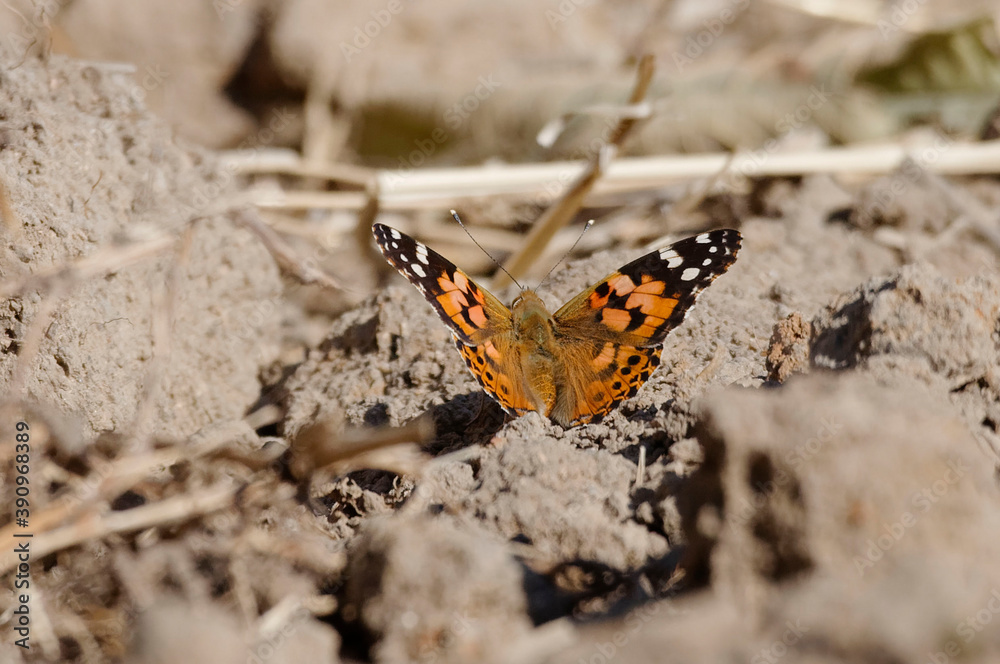 Fototapeta premium Painted lady (Vanessa cardui), Madagascar