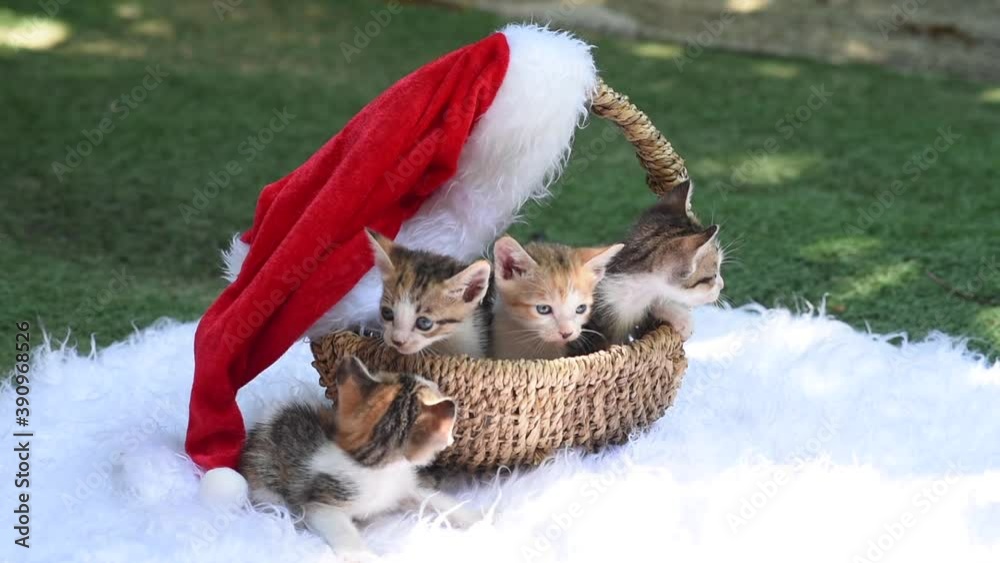 Cute kittens are sitting in a basket decorated for Christmas and New Year