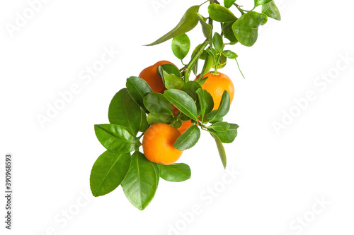 Small oranges on a branch isolated on white background