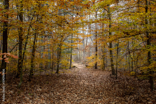 early morning autumn trail though colorful midwestern forest park © jtrollins