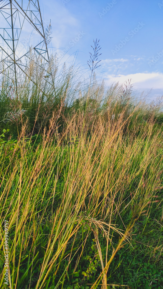 Fototapeta premium green plants with white flowers near corn field
