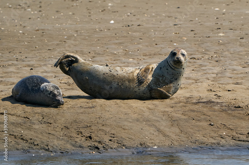 Common seal (Phoca vitulina)