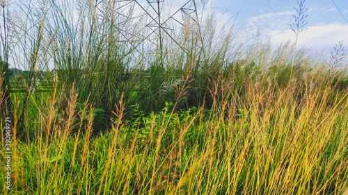 green plants with white flowers near corn field