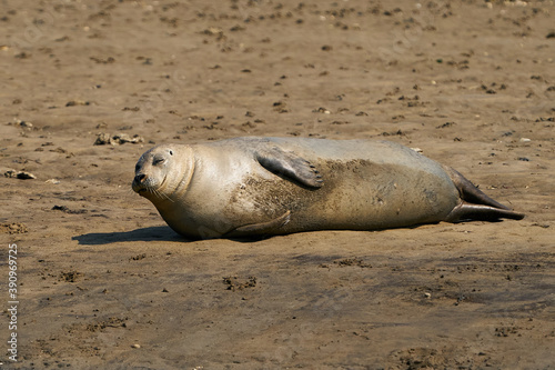 Common seal (Phoca vitulina)