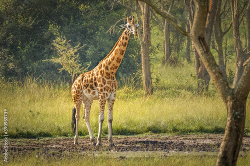 A Rothschild's giraffe ( Giraffa camelopardalis rothschildi) standing at a waterhole, Lake Mburo National Park, Uganda.	
