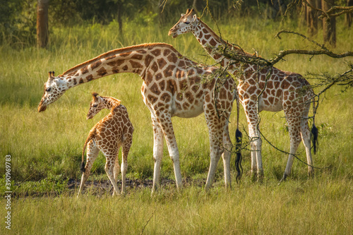 A mother Rothschild s giraffe with her baby   Giraffa camelopardalis rothschildi  standing at a waterhole  Lake Mburo National Park  Uganda.  