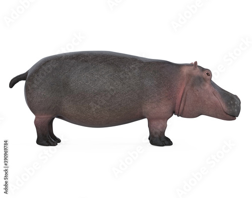 Hippopotamus Isolated