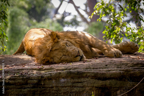 Fototapeta Naklejka Na Ścianę i Meble -  Lion Sleeping on a flatbed rock between the trees