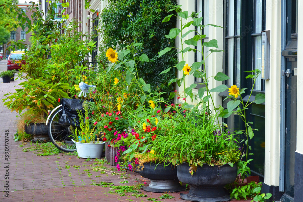 Flowers and plants on Amsterdam street in summer season. The Netherlands.
