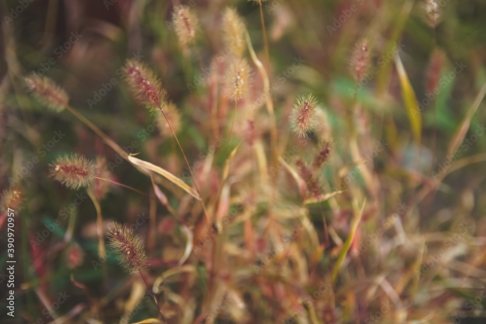 Dry herbs on blurred green background. Autumn and ecosystem concept. Dry herbs on blurred green background. Autumn and ecosystem concept.