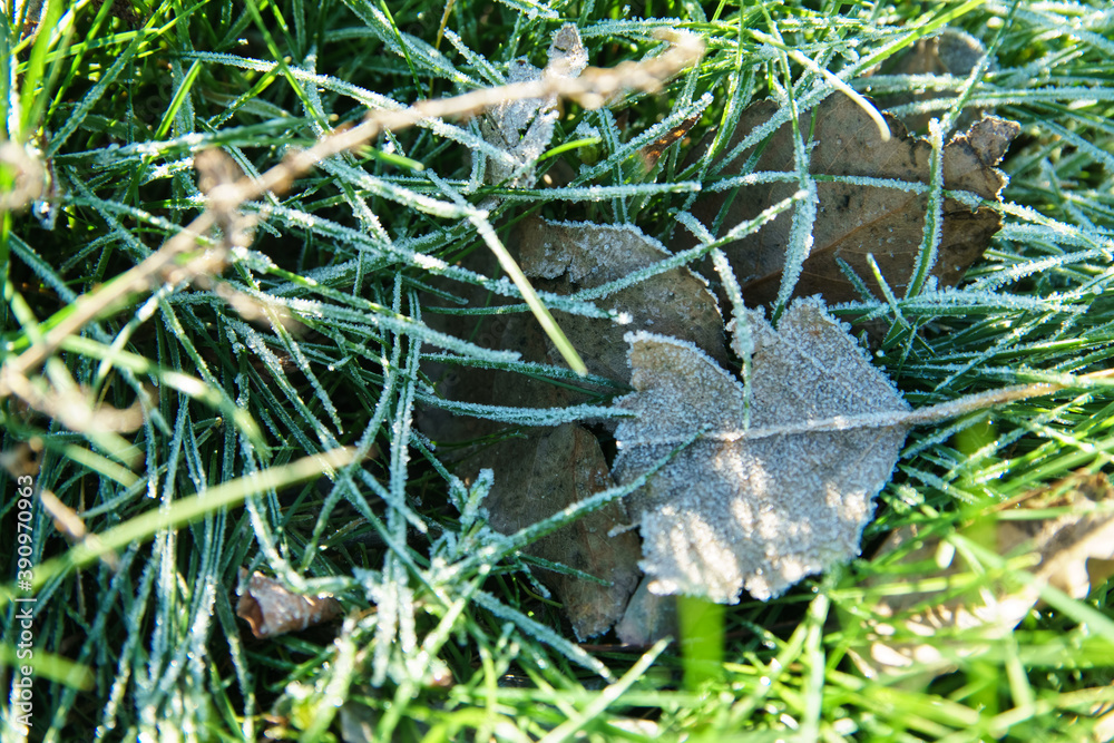 Frozen leaves on green grass. Early frosts concept.
