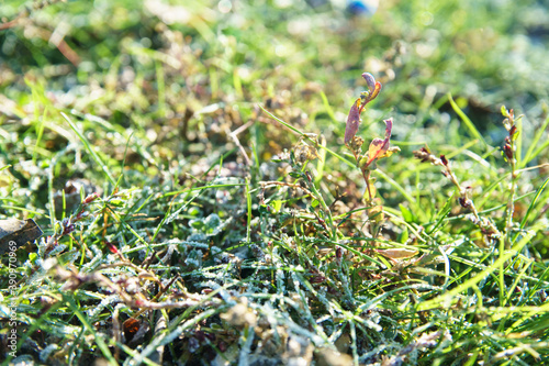 Frozen green grass on autumn time. Early frosts concept.