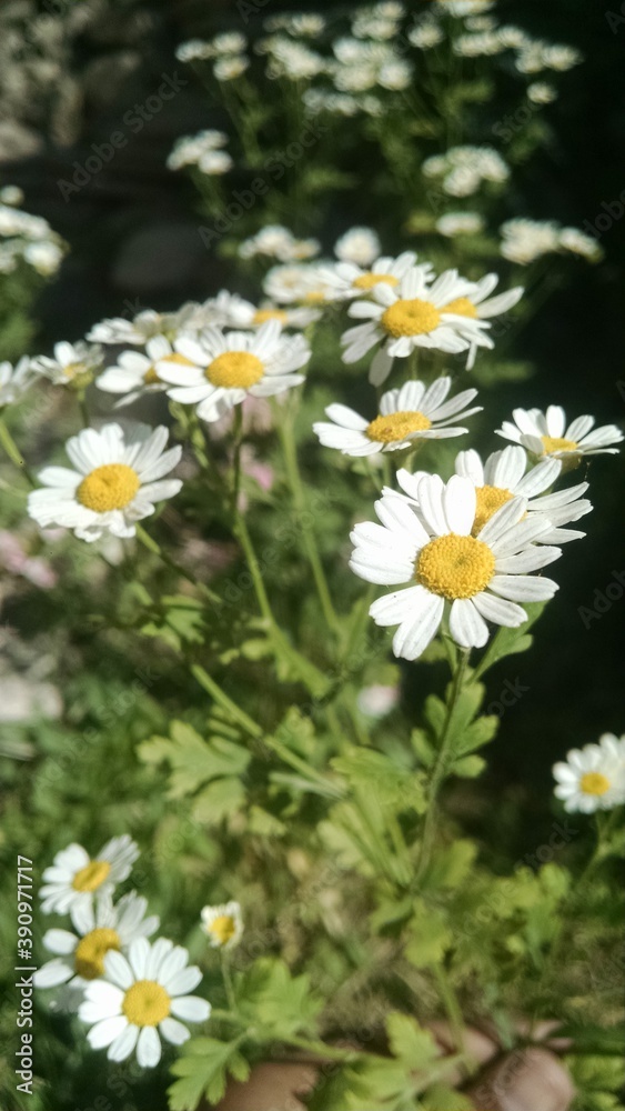 daisies in a field