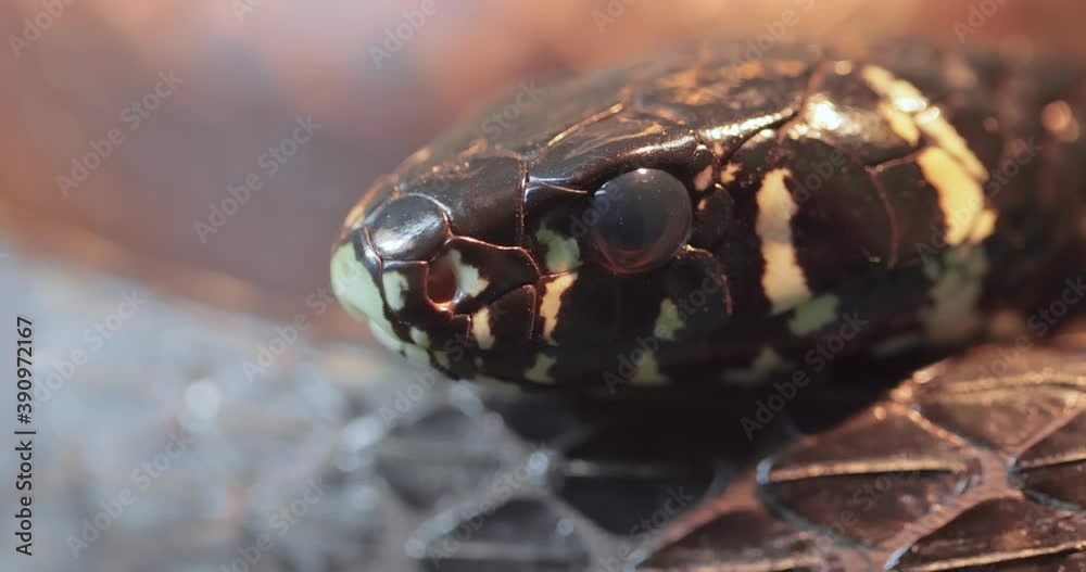 Spilotes pullatus, commonly known as the caninana,chicken snake,yellow rat snake, or serpiente tigre, is a species of large nonvenomous colubrid snake endemic to warmer parts of the Americas. Spilotes pullatus, commonly known as the caninana,chicken snake,yellow rat snake, or serpiente tigre, is a species of large nonvenomous colubrid snake endemic to warmer parts of the Americas.