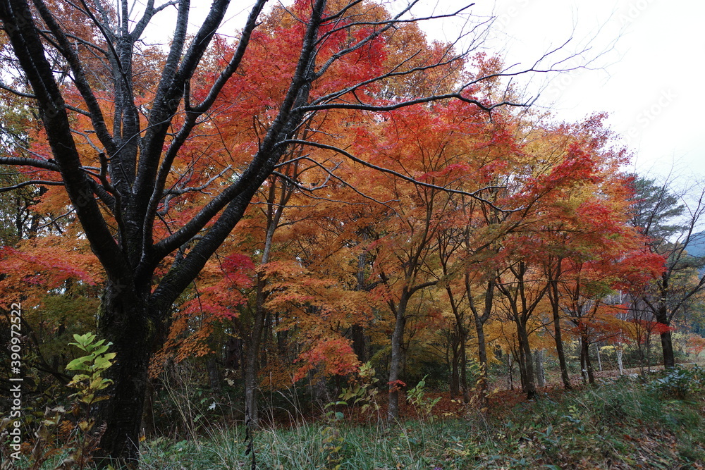 日本の秋の美しいキャンプ場