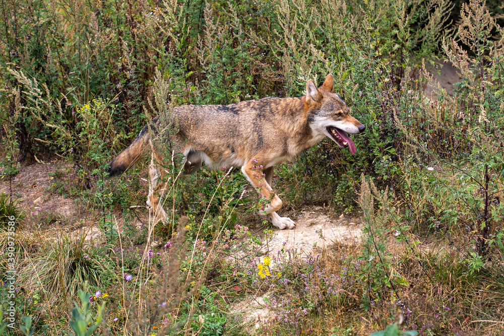 Naklejka premium le Loup