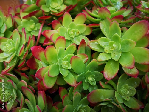 Planta suculenta Echeveria verde brillante y marrón 