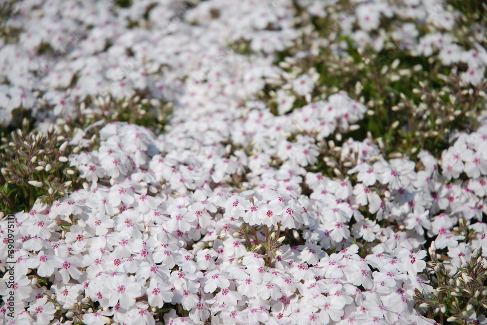 秩父羊山公園の芝桜