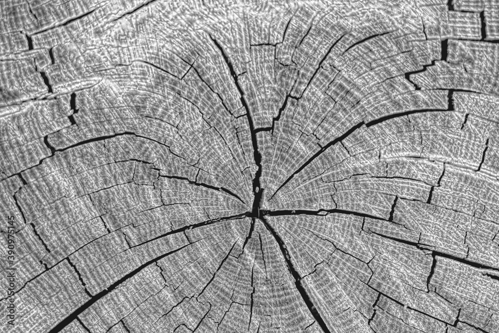 Wood texture of cutted tree trunk, close-up. Top view.