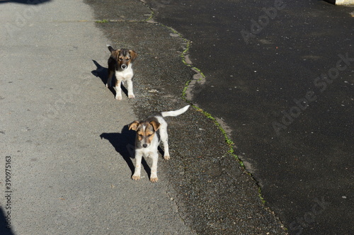 two small puppies on the street