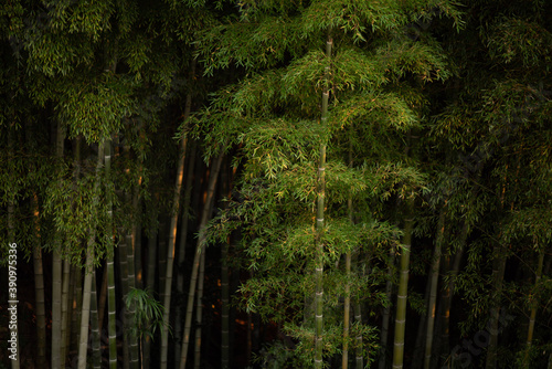 forest in the night