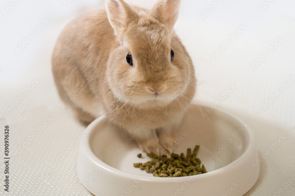餌を食べるウサギ Stock Photo Adobe Stock