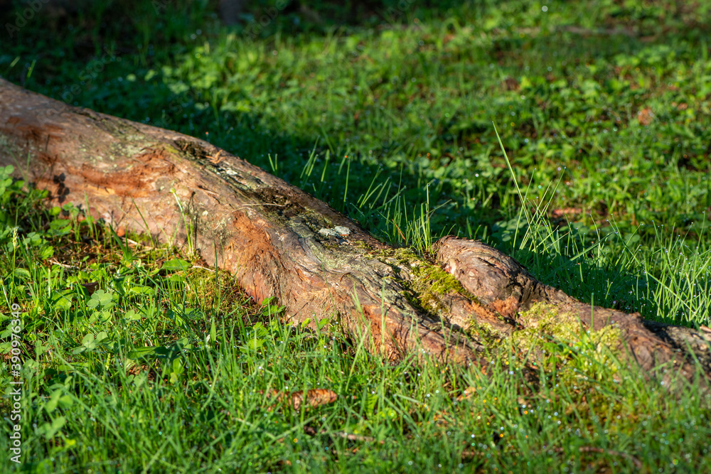 Obraz premium 朝日をあびる草と木の根