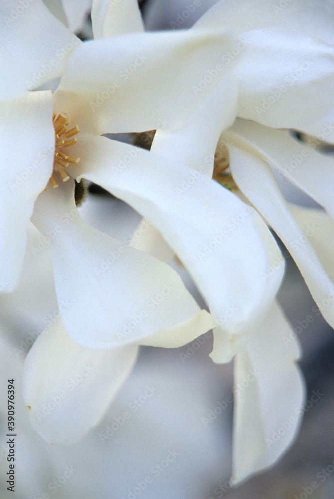 456-62 Magnolia Blossom Close-up