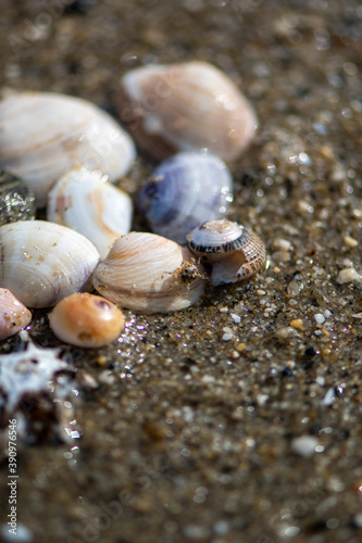 浜辺の貝殻と小さなカニ