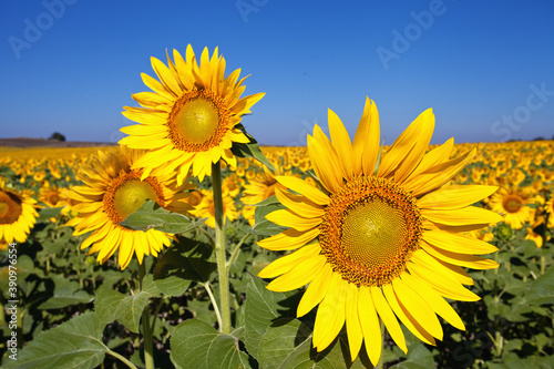 sunflowers in the field