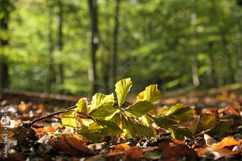 A twig with beech (Fagus) leaves lies on a path in a forest in an autumn scenery