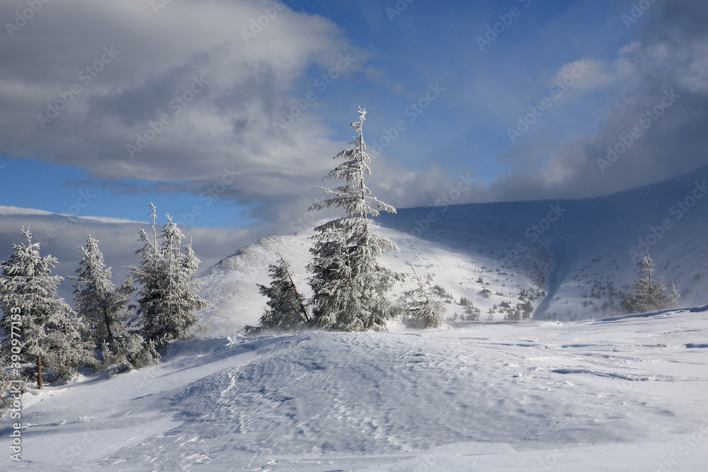 Spruce covered with snow in the mountains. Eastern Carpathians.