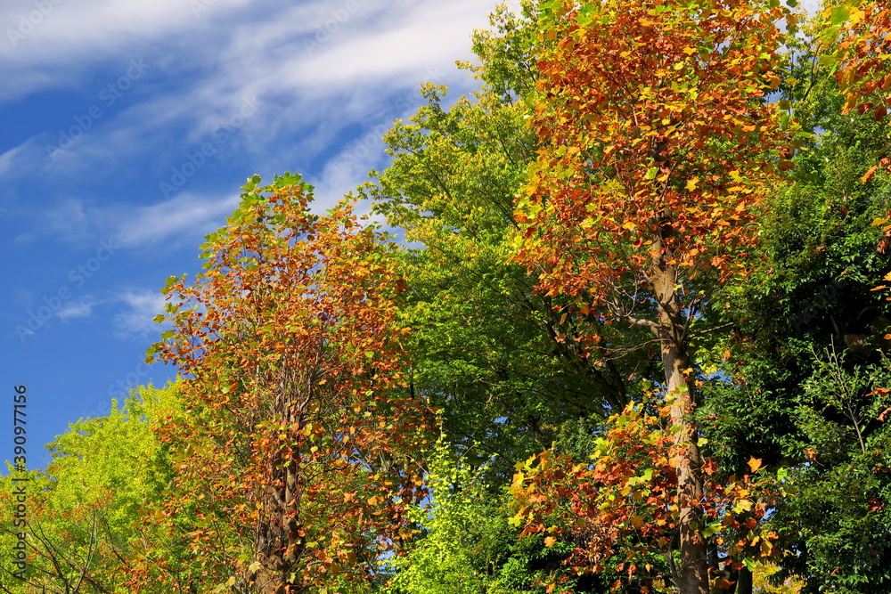 Naklejka premium 色づき始めた秋の公園の木々と青空