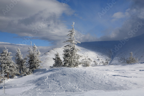 Spruce covered with snow in the mountains. Eastern Carpathians. © Vitalfoto