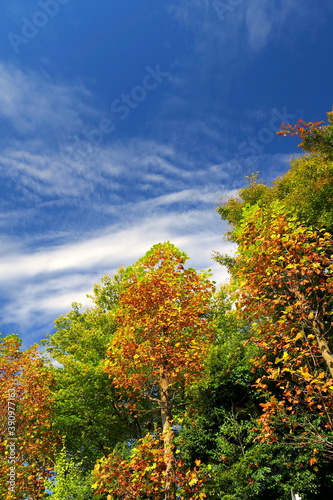 色づき始めた秋の公園の木々と青空 © smtd3