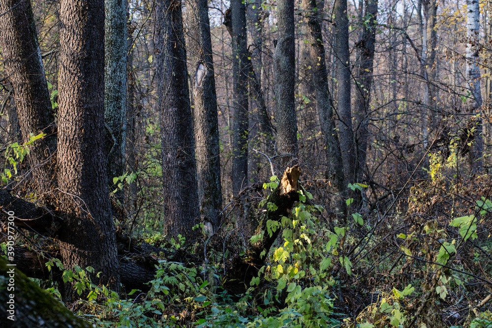 Obraz premium Wonderful autumn forest landscape. Voronezh Nature Reserve. The Central part of European Russia.
