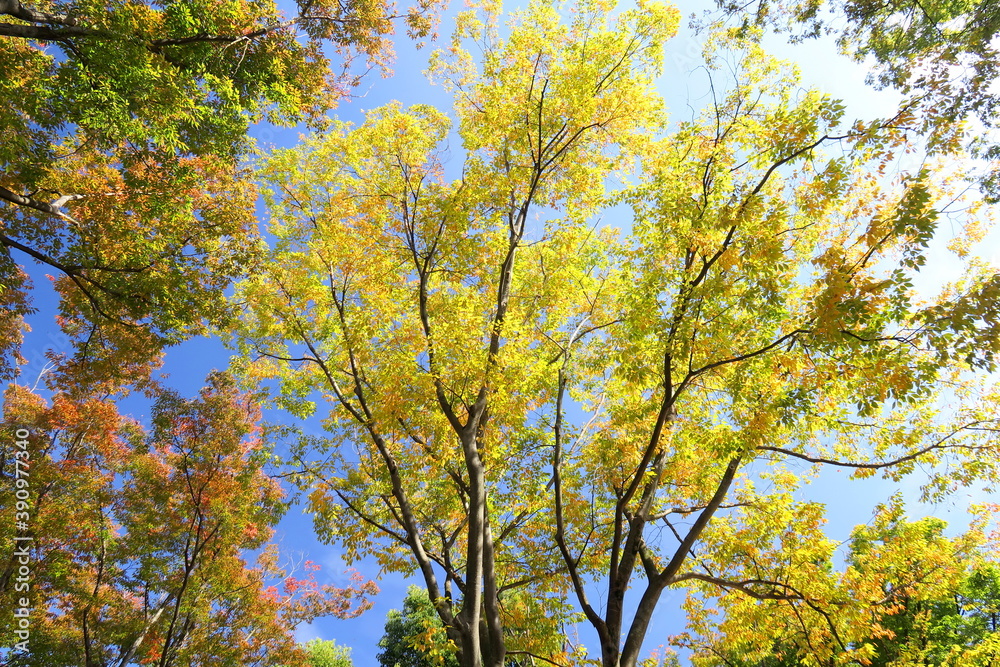 公園の黄葉の欅