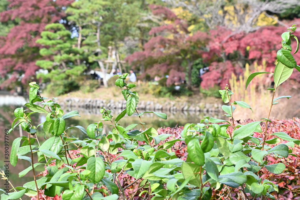 Close-up green leaves with red colored tree leaves as its background Close-up green leaves with red colored tree leaves as its background