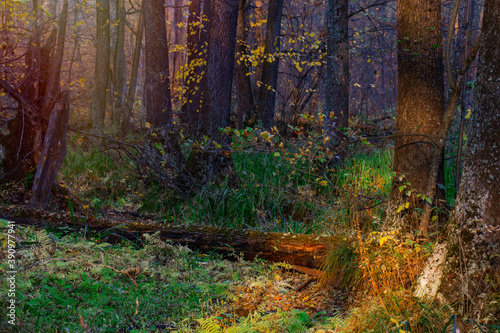 Wonderful autumn forest landscape. Voronezh Nature Reserve. The Central part of European Russia.