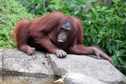 orangutan in zoo