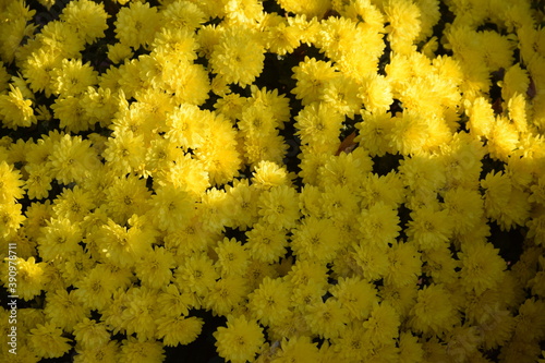 Fototapeta Naklejka Na Ścianę i Meble -  Żółte chryzantemy kwiaty jesienne tło