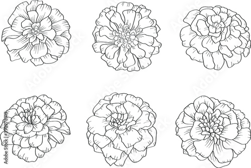 Set of 6 marigold flowers in outline tattoo style. Hand drawn floral monochrome graphic illustration for coloring pages or other design uses